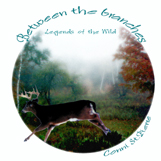 Between the Branches: Legends of the Wild by Conni St.Pierre