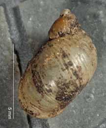 C. oklahomarum shell top