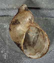 C. oklahomarum shell bottom