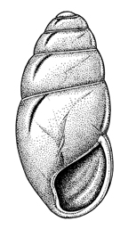 Cochlicopa lubricella illustration