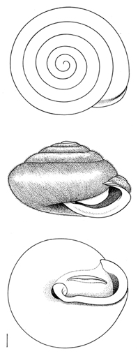 Euchemotrema fraternum illustration