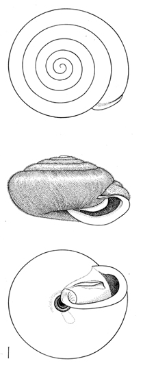 Euchemotrema leai illustration