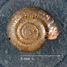 Glyphyalinia picea shell top