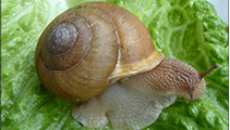 Land Snails Image Gallery Link