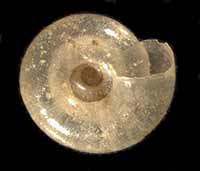 L. singleyana shell bottom