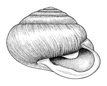 M. elevatus illustration - side