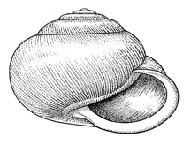 M. mitchellianus illustration
