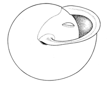 M. thyroidus illustration - bottom