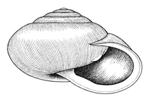 M. thyroidus illustration - side
