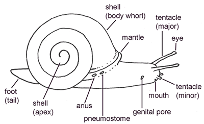 Diagram of Snail Anatomy