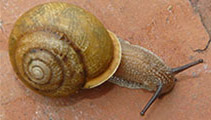 Land Snail Ecology