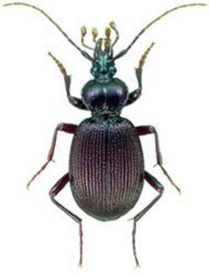 Scaphinotus bilobus (Cychrini)