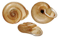 A. profunda shells