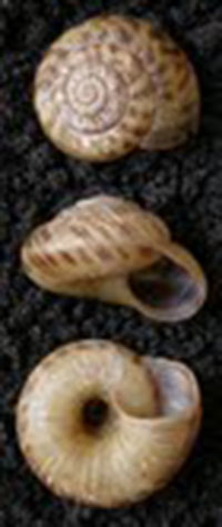 A. fergusoni shells