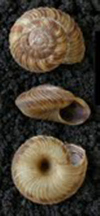 A. mordax shells