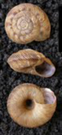 A. strongylodes shells