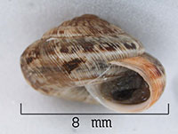 C. intersecta shell side
