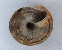 C. intersecta shell bottom