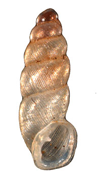 C. clappi shell