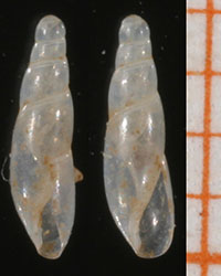 C. acicula shells
