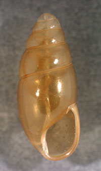 C. lubrica shell