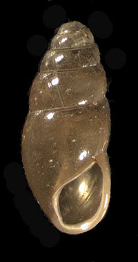 C. lubricella shell