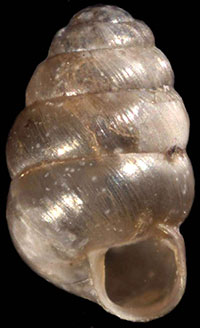 C. simplex shell