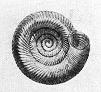 D. bryanti shell bottom
