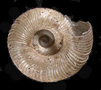 D. catskillensis shell bottom