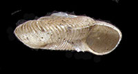 D. catskillensis shell side