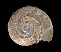 D. catskillensis shell top