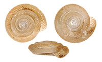 D. nigrimontanus shells