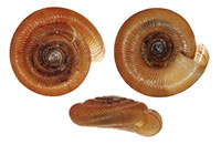 D. patulus shells
