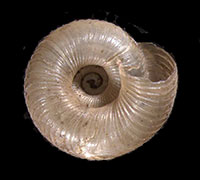 D. whitneyi shell bottom