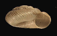 D. whitneyi shell side