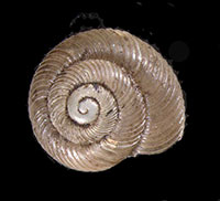 D. whitneyi shell top