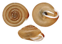 E. fraternum shells