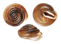 E. leai shells