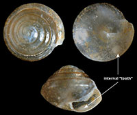 E. dentatus shells