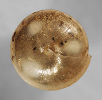 E. dentatus shell bottom