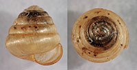 E. trochulus shells