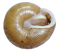 F. christyi shell bottom