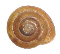 F. christyi shell top
