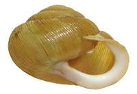 F. wheatleyi shell side