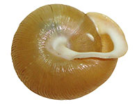 F. wheatleyi shell bottom