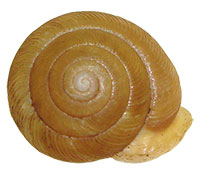 F. wheatleyi shell top