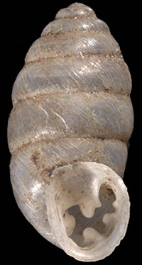 G. armifera shell