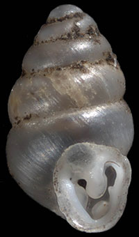 G. contracta shell