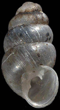 G. corticaria shell
