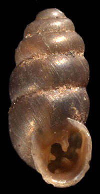 G. cristata shell